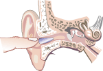 Figure 4:  Holding the inserted earplug in the ear canal until it expands.