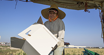 Woman working in a corn field.