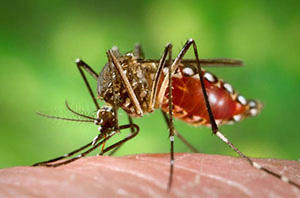 Workers who are exposed on the job to mosquitoes may be at risk for occupationally acquired Zika virus infection. Follow the OSHA/NIOSH guidance for preventing mosquito bites in order to reduce workers’ risk of exposure to the Zika virus