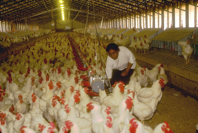 Poultry worker feeding chickens