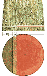 Diagram of Cross-section