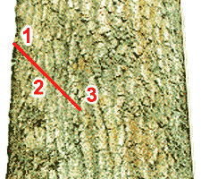 Diagram of Top Cut With Starting Point, Angle of Attack, and Ending Point