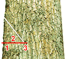 Diagram of Correct Cut