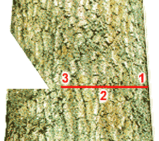 Diagram of Correct Back Cut With Starting Point, Angle of Attack, and Ending Point