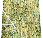 Commom Incorrect Cut - The ending point of the under cut doesn't meet the endpoint of the first cut resulting in a Dutchman notch.