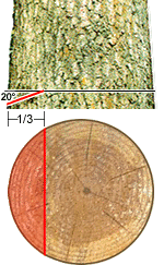 Diagram of Cross-section