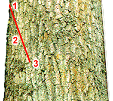 Diagram of Top Cut With Starting Point, Angle of Attack, and Ending Point