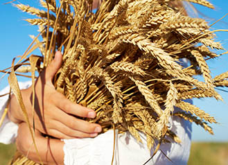 Farm Work - combine harvesting crops | copyright:Nata_Snow - iStock.com - 583999520