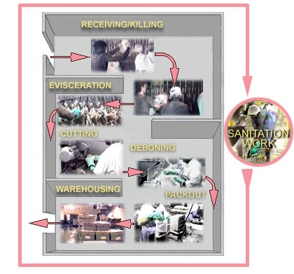 Ergonomic Risks in Poultry Deboning