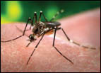 Figure 14. Mosquitos are a common nuisance and can become a hazard - Photo Credit: iStockphoto