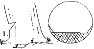 Begin by making a shallow notch (1/4 to 1/3 dia. of tree).