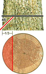 Diagram of Cross-section