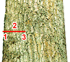 Diagram of Top Cut With Starting Point, Angle of Attack, and Ending Point