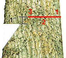 Diagram of Correct Back Cut with Starting Point, Angle of Attack, and Ending Point