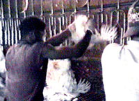 Employees hanging live poultry on a conveyer