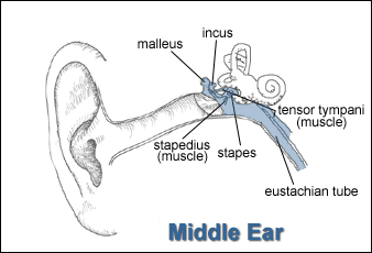 Occupational Noise Exposure - Overview | Occupational Safety and Health