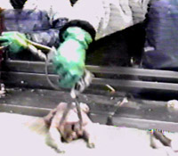 Image of worker removing tail