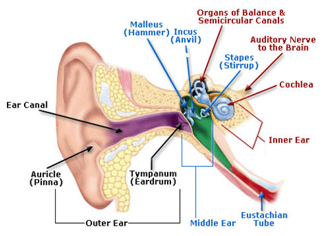 Anatomy of the Human Ear illustration includes Outer Ear