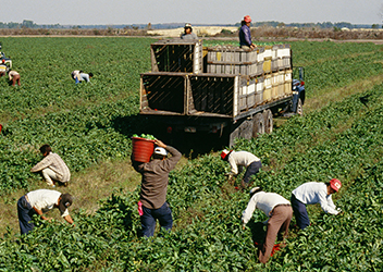 Workers harvesting crops and loading a truck on a farm field